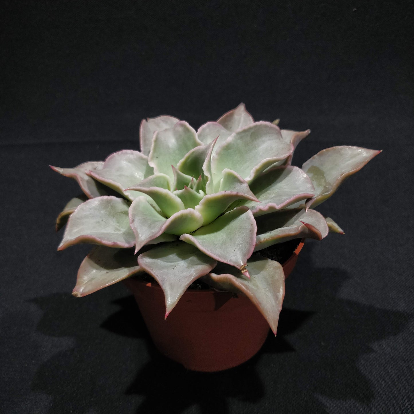 Echeveria - Succulents (Large)