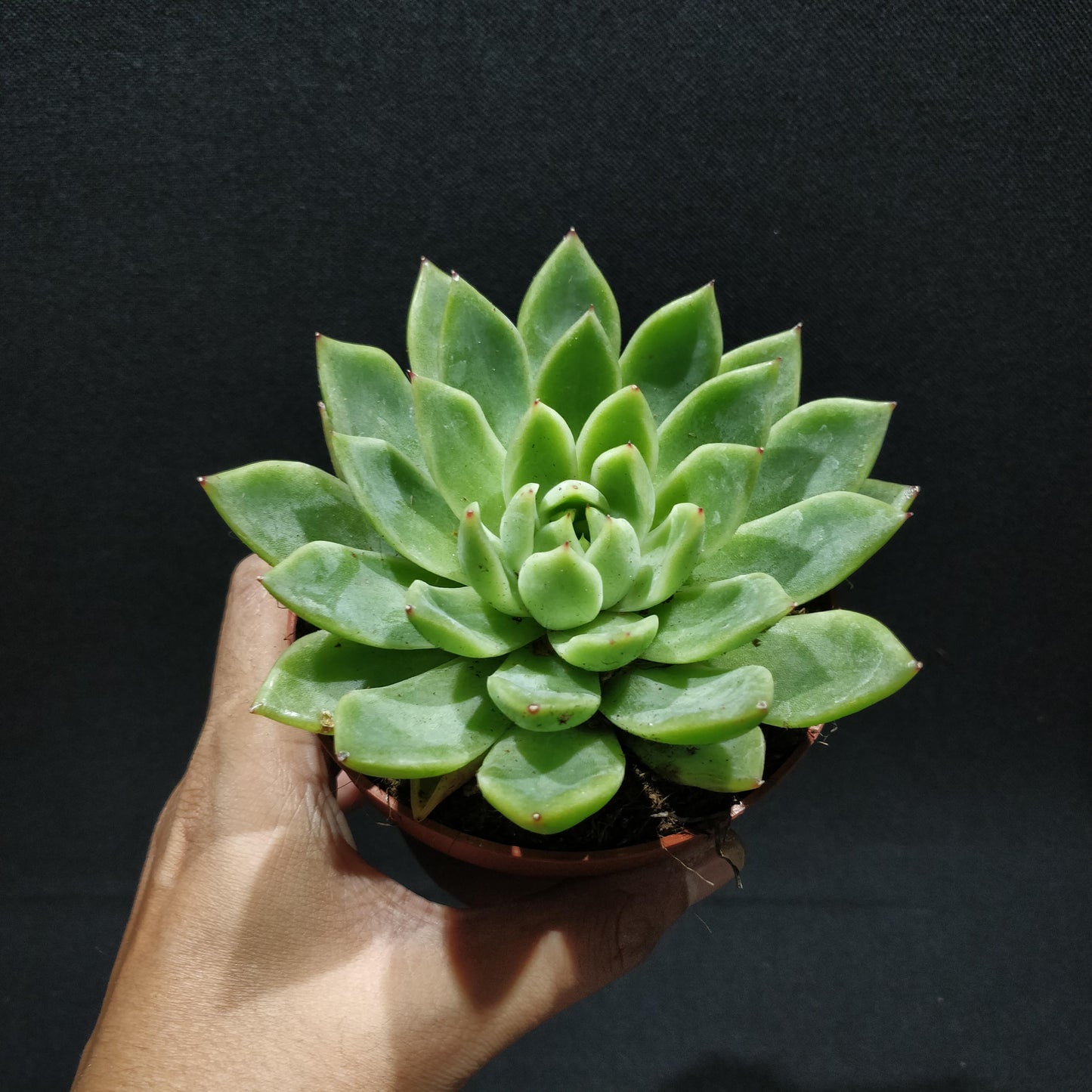 Echeveria - Succulents (Large)