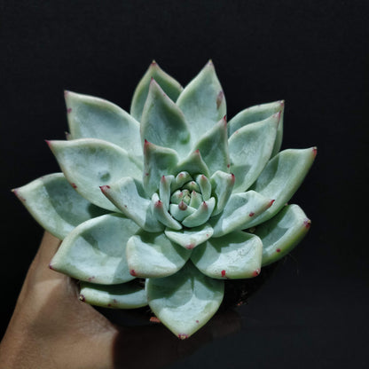 Echeveria - Succulents (Large)