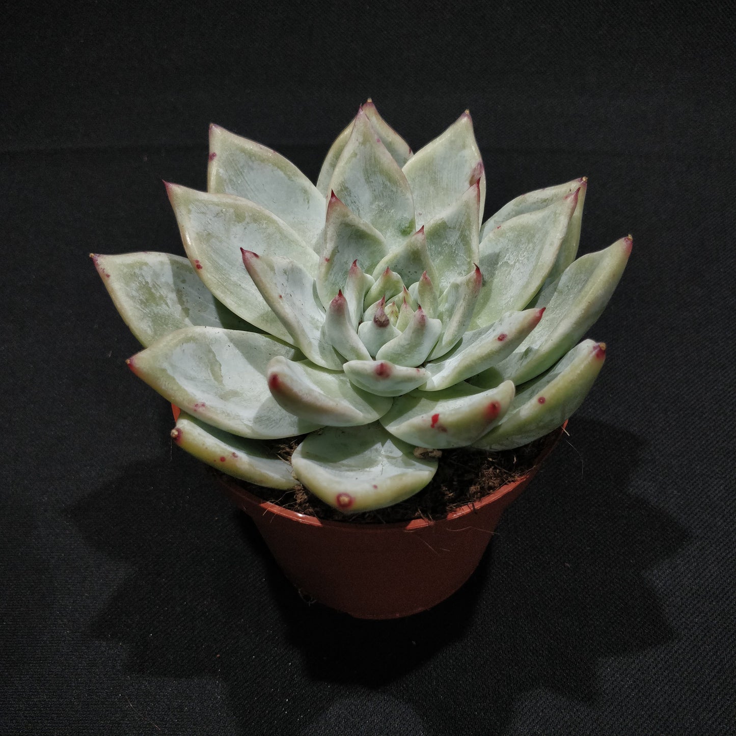 Echeveria - Succulents (Large)