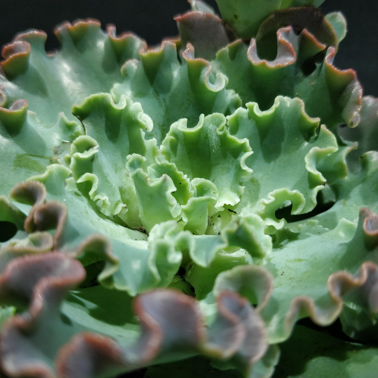 Echeveria - Succulents (Large)