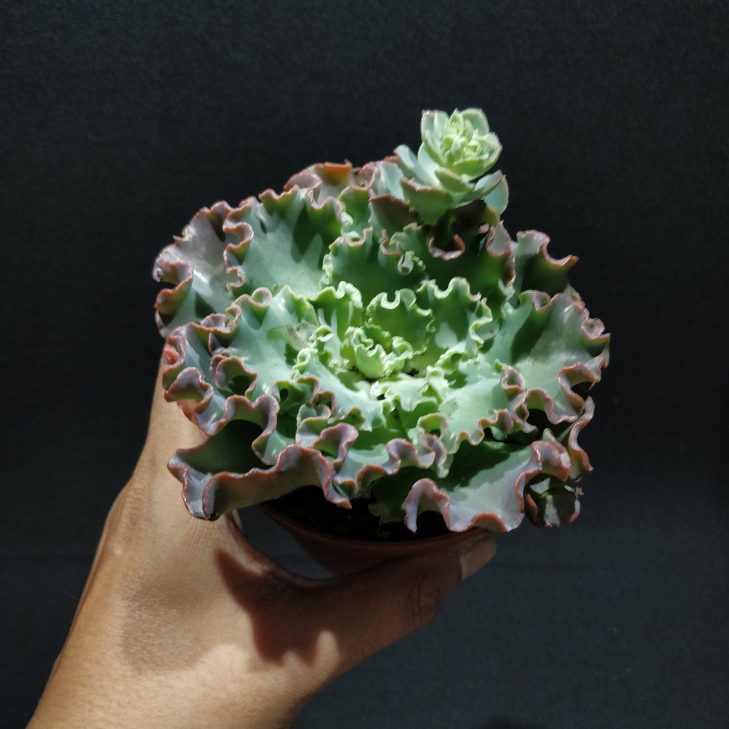 Echeveria - Succulents (Large)