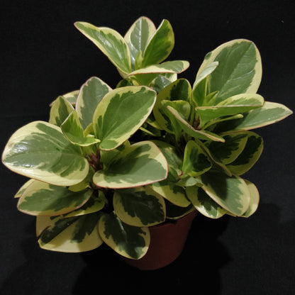 Baby Rubber Plant 'Variegated' - Peperomia Obtipan Bicolor