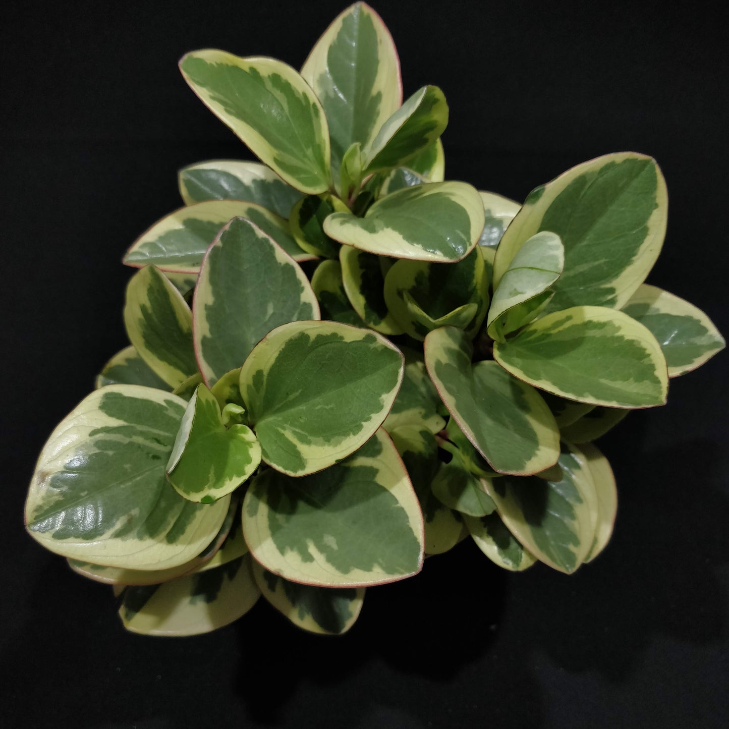 Baby Rubber Plant 'Variegated' - Peperomia Obtipan Bicolor