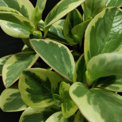 Baby Rubber Plant 'Variegated' - Peperomia Obtipan Bicolor