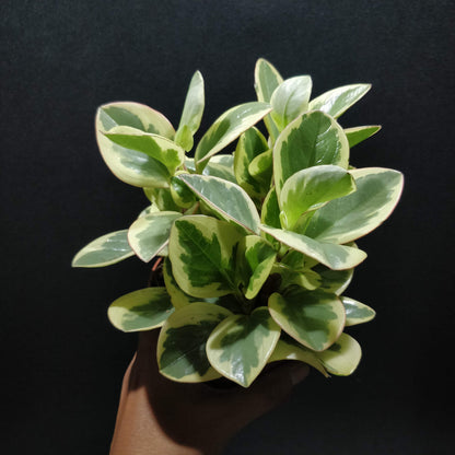 Baby Rubber Plant 'Variegated' - Peperomia Obtipan Bicolor