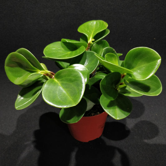 Baby Rubber Plant - Peperomia Obtusifolia