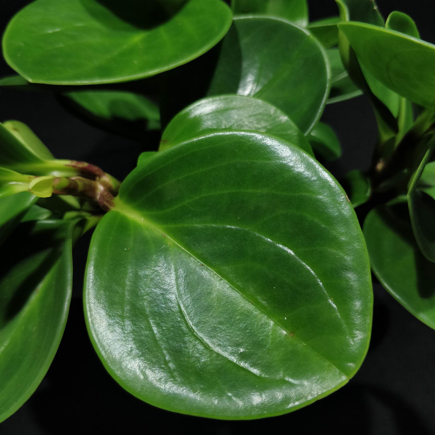 Baby Rubber Plant - Peperomia Obtusifolia