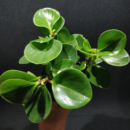 Baby Rubber Plant - Peperomia Obtusifolia