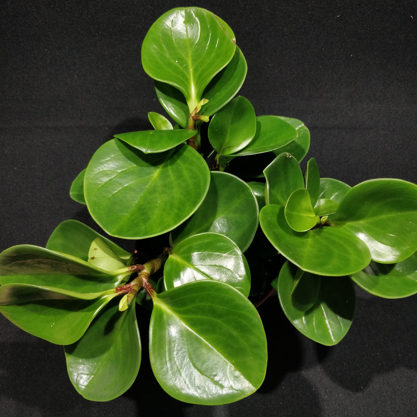 Baby Rubber Plant - Peperomia Obtusifolia