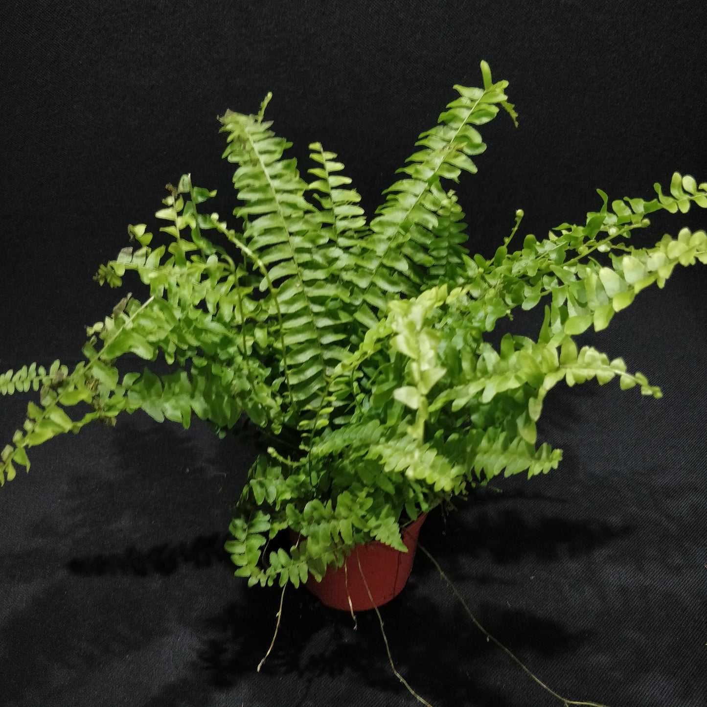 Fishbone Fern - Nephrolepis Cordifolia