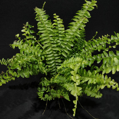 Fishbone Fern - Nephrolepis Cordifolia