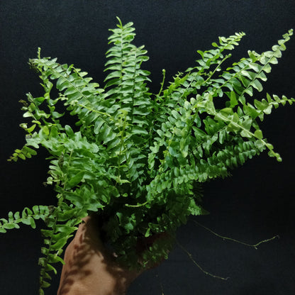 Fishbone Fern - Nephrolepis Cordifolia