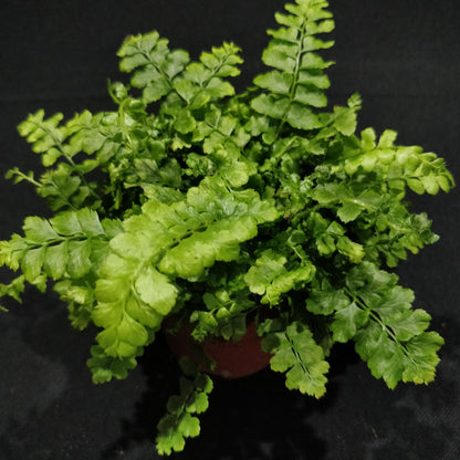 Filmy Maidenhair Fern - Adiantum Diaphanum