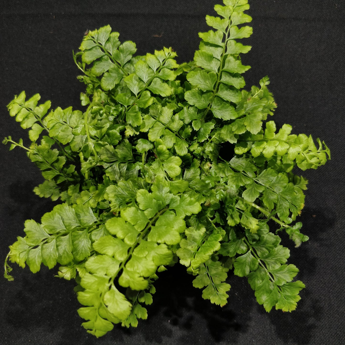 Filmy Maidenhair Fern - Adiantum Diaphanum