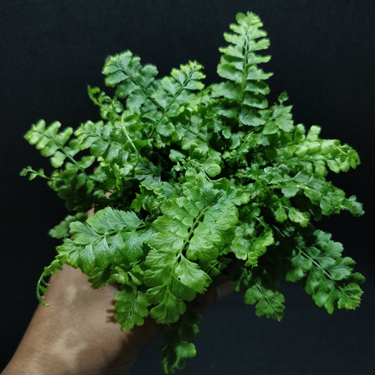 Filmy Maidenhair Fern - Adiantum Diaphanum