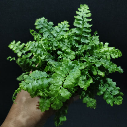 Filmy Maidenhair Fern - Adiantum Diaphanum