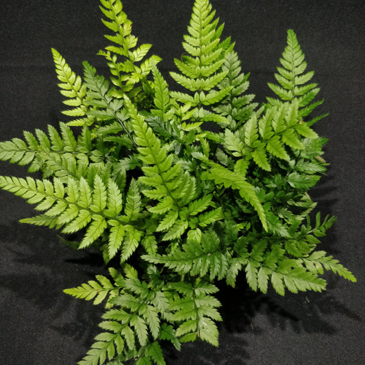 Tsushima Holly Fern - Polystichum Luctuosum