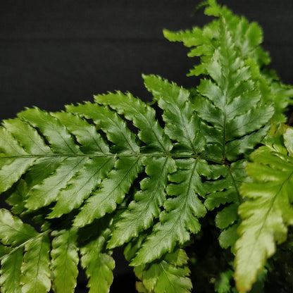 Autumn Fern - Dryopteris Erythrosora