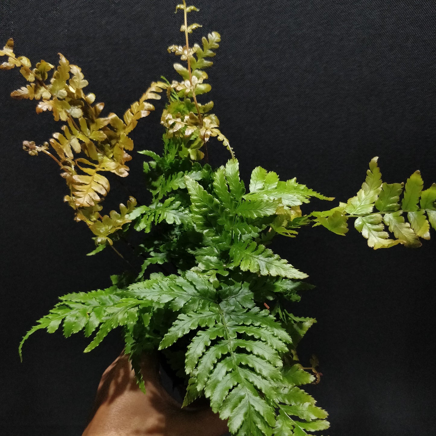 Autumn Fern - Dryopteris Erythrosora