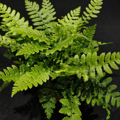 Korean Rock Fern - Polystichum Tsus-Simense