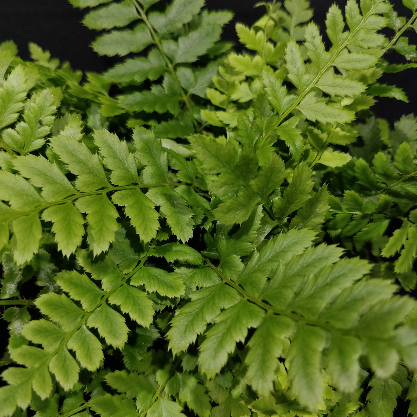 Korean Rock Fern - Polystichum Tsus-Simense