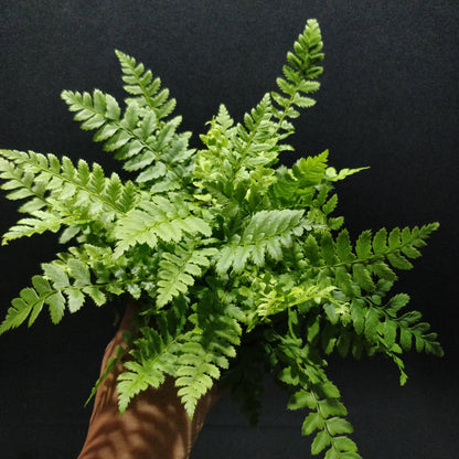 Korean Rock Fern - Polystichum Tsus-Simense