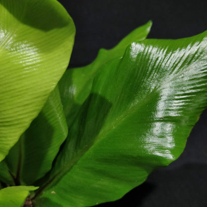 Bird's-nest Fern - Asplenium Nidus