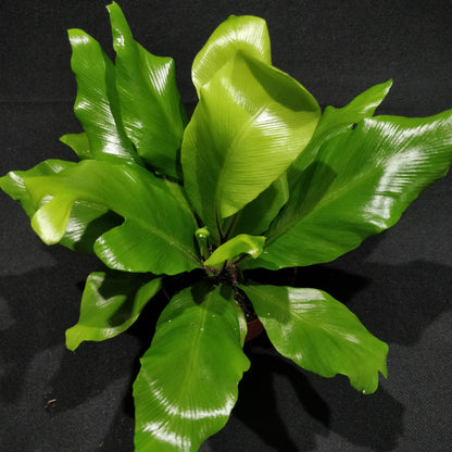 Bird's-nest Fern - Asplenium Nidus