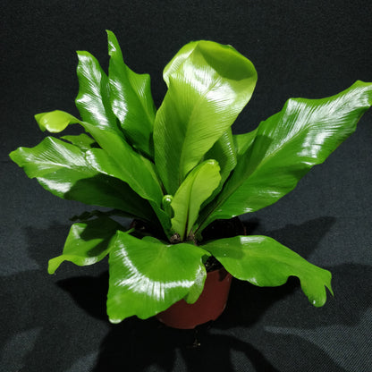 Bird's-nest Fern - Asplenium Nidus