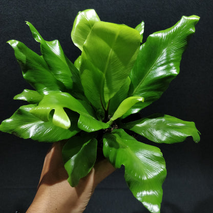 Bird's-nest Fern - Asplenium Nidus