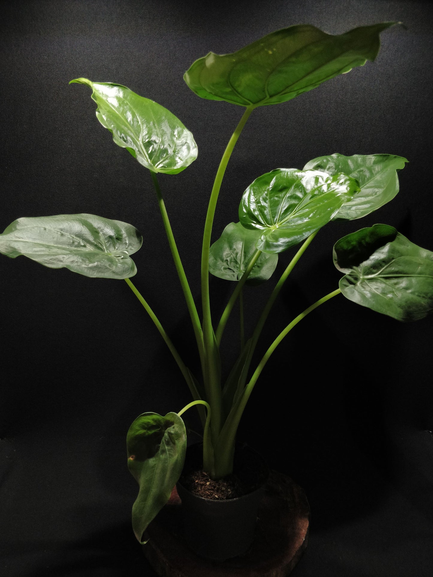 Hooded Elephant Ear - Alocasia Cucullata