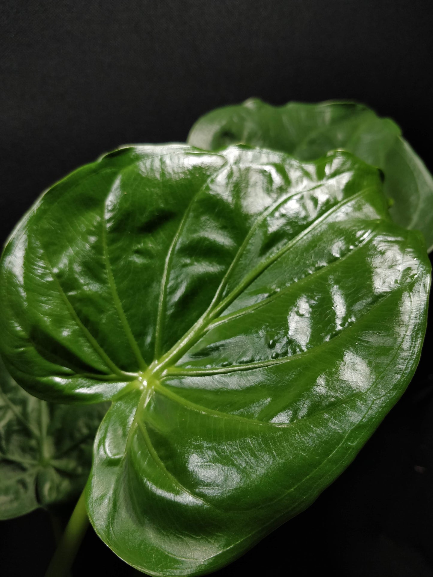 Hooded Elephant Ear - Alocasia Cucullata