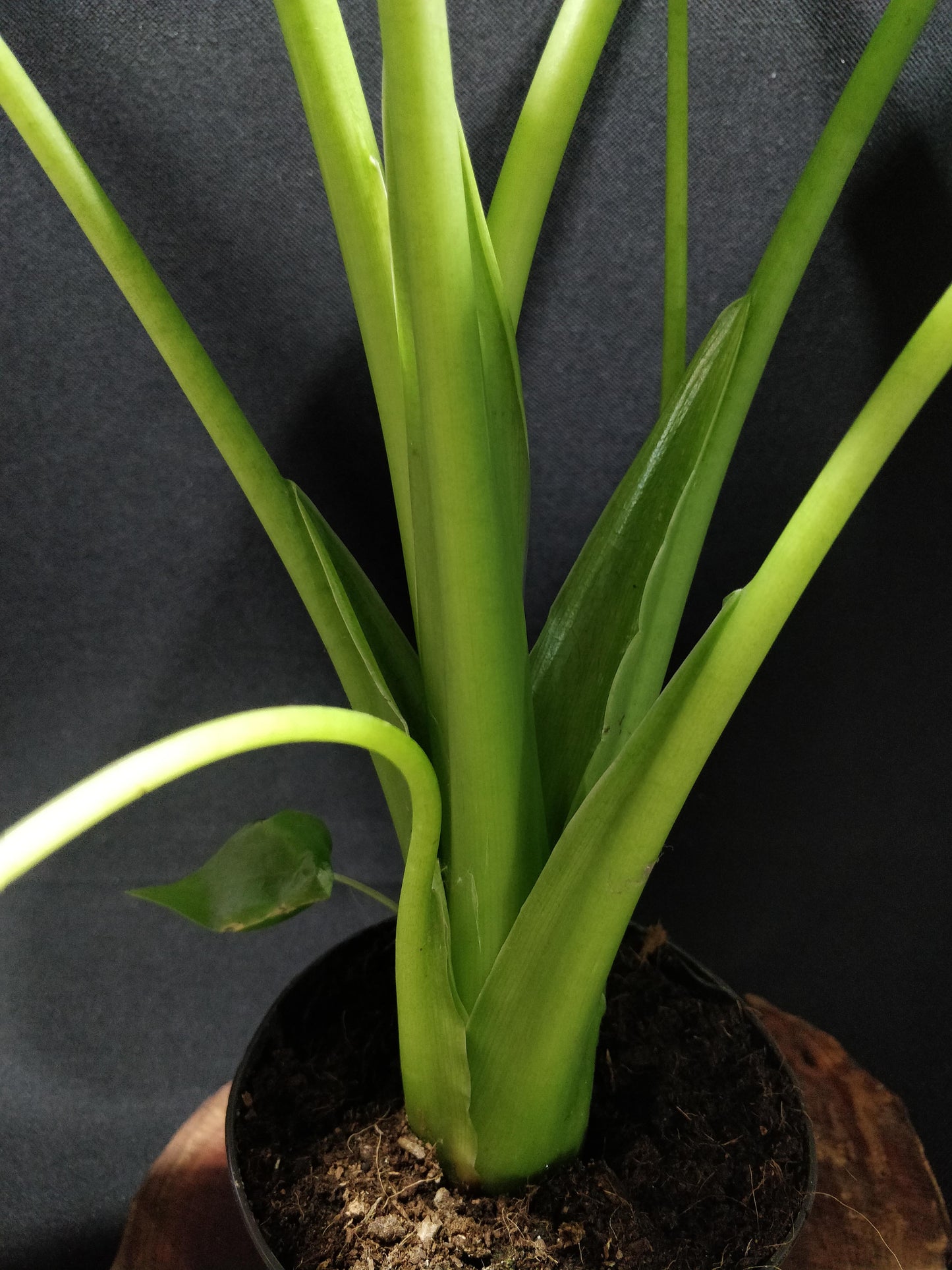 Hooded Elephant Ear - Alocasia Cucullata