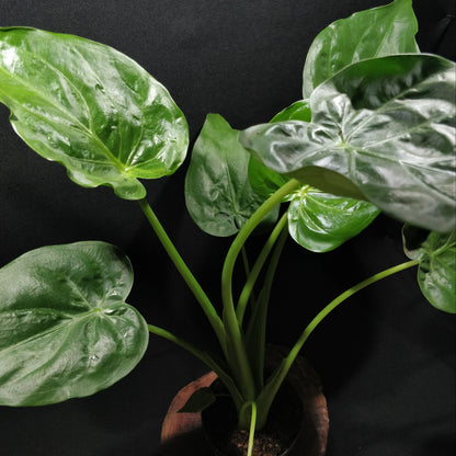 Hooded Elephant Ear - Alocasia Cucullata