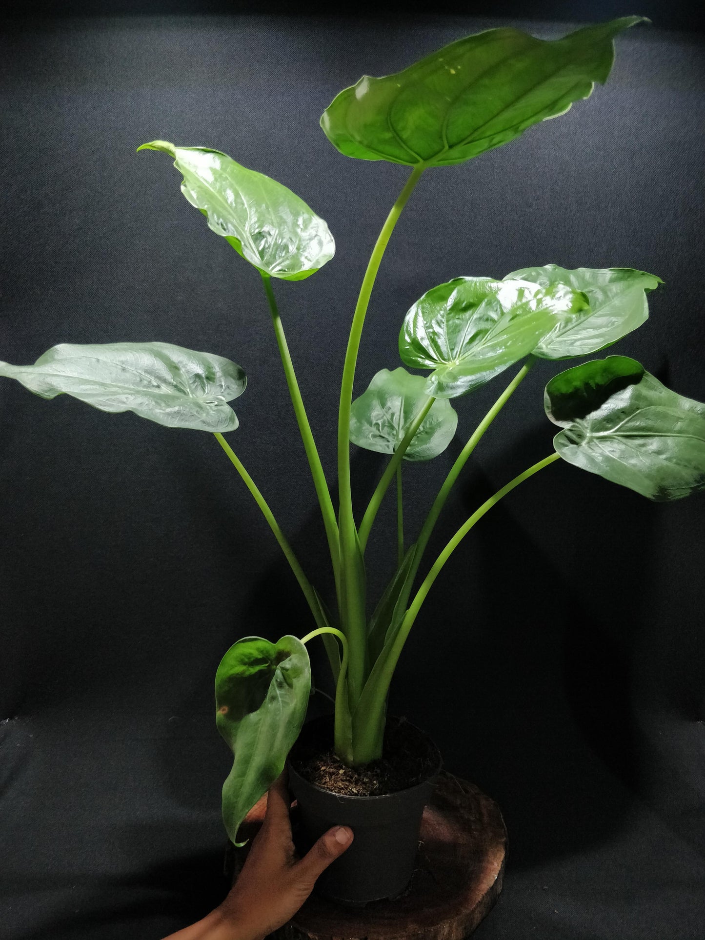 Hooded Elephant Ear - Alocasia Cucullata