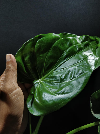 Hooded Elephant Ear - Alocasia Cucullata