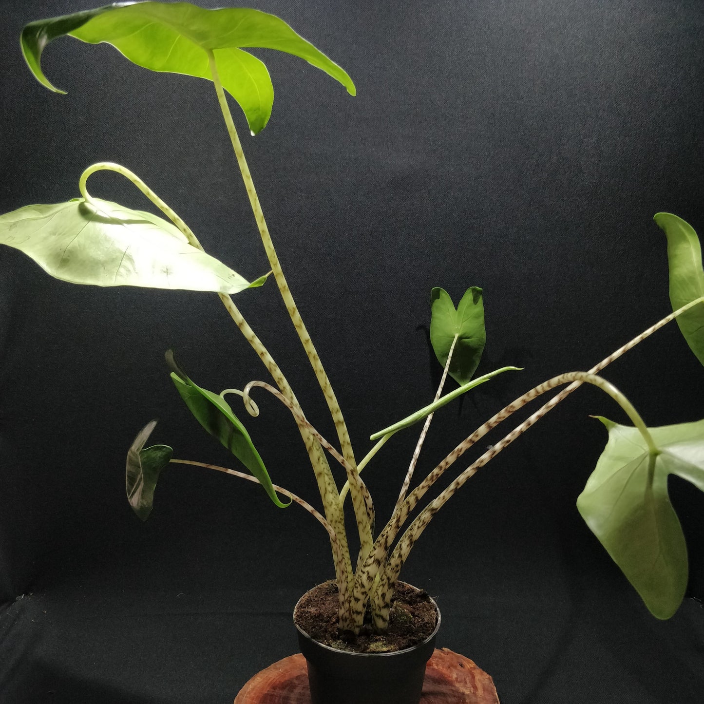 Alocasia Zebrina