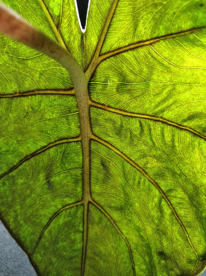 Alocasia Serendipity