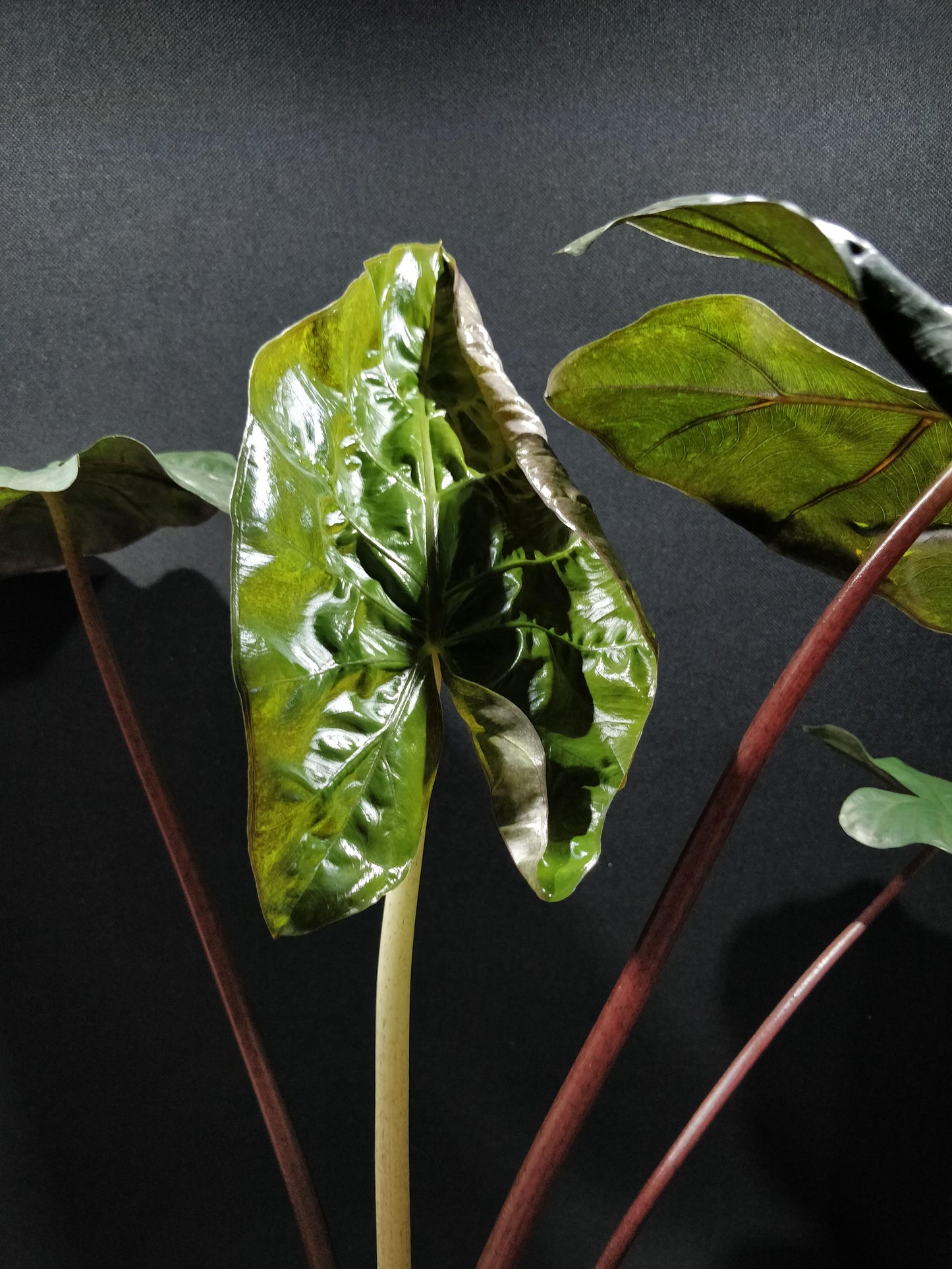 Alocasia Serendipity