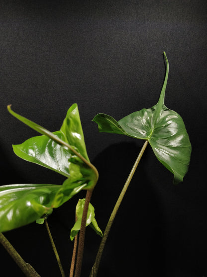 Alocasia Stingray