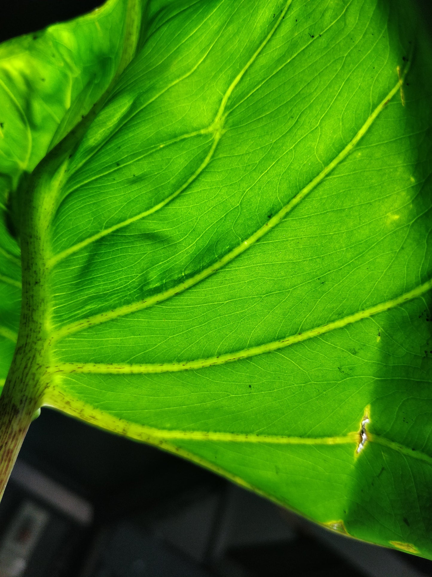 Alocasia Stingray