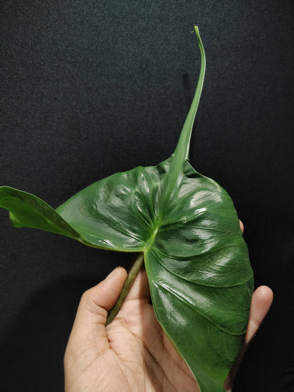 Alocasia Stingray