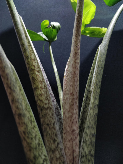 Alocasia Stingray