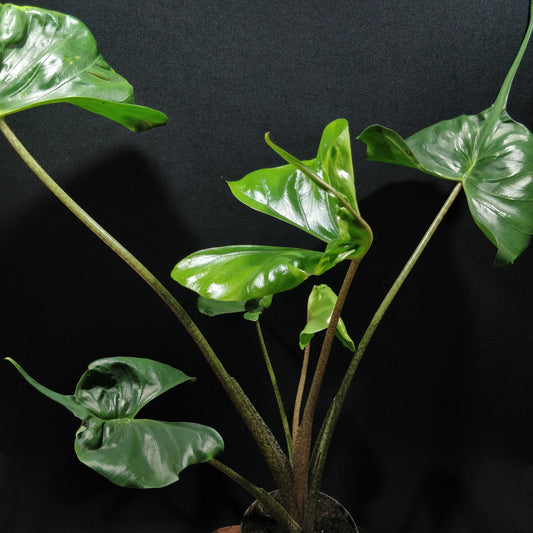 Alocasia Stingray