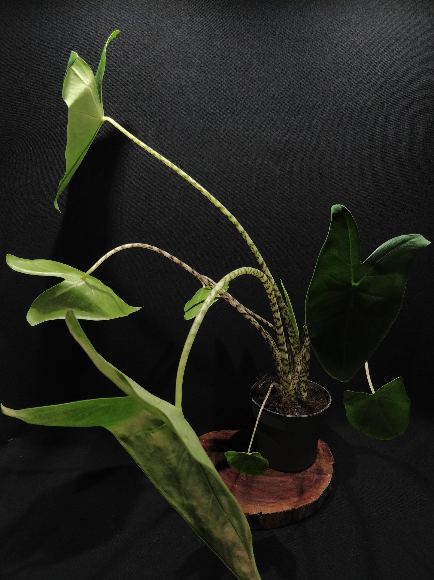 Alocasia Zebrina