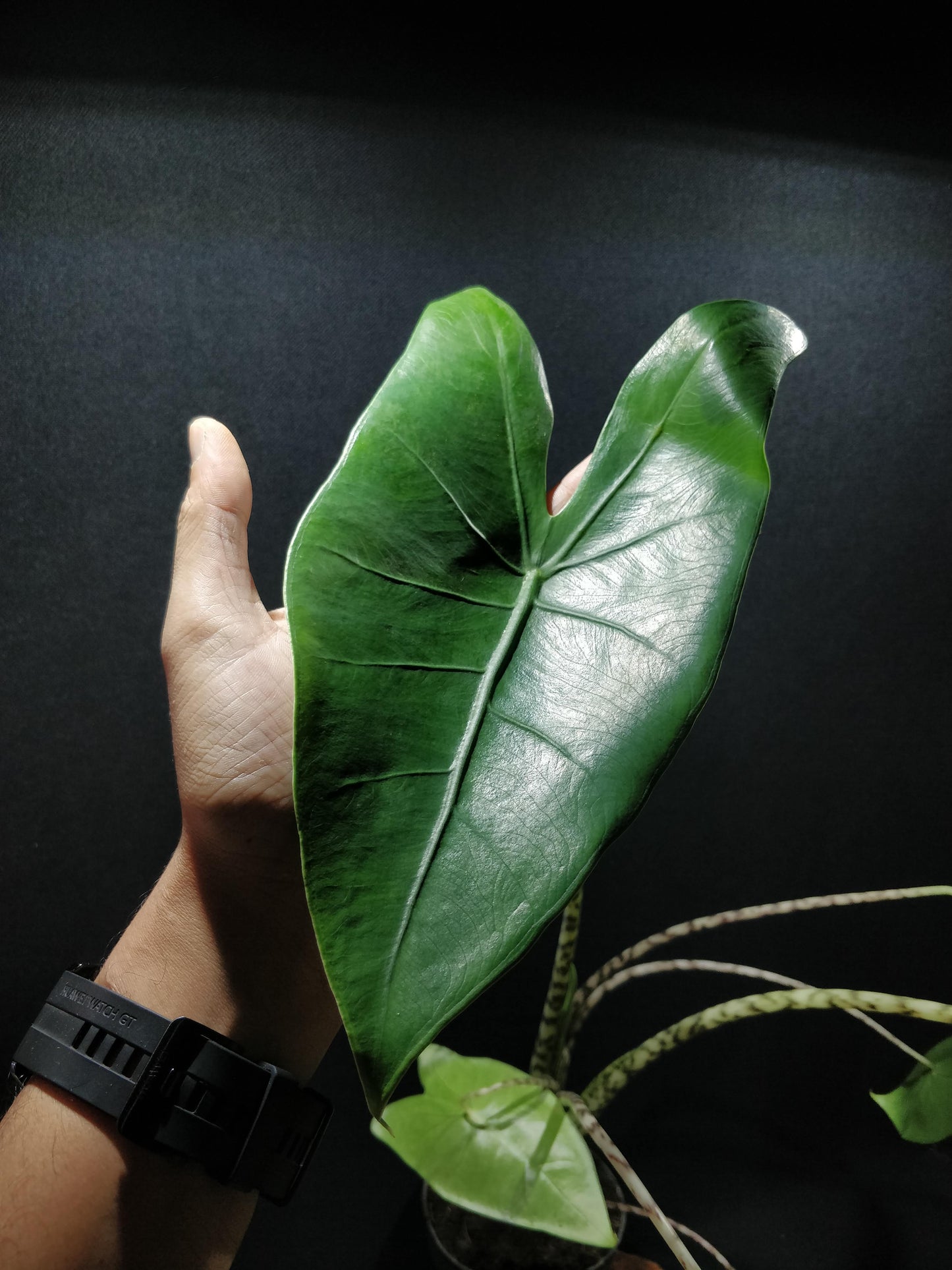 Alocasia Zebrina