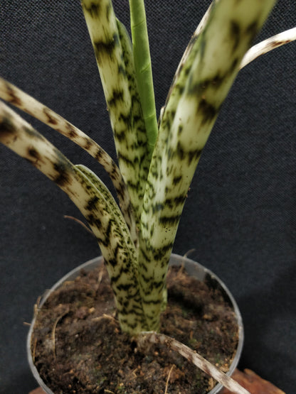 Alocasia Zebrina