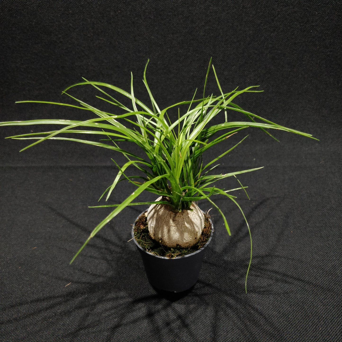 Ponytail Palm