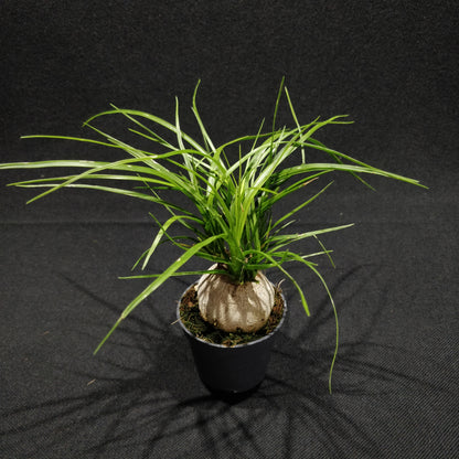 Ponytail Palm